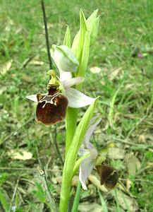 Ophrys x fayencensis (Orchidaceae) Ophrys exaltata x Ophrys provincialis. Var [France] 09/04/2002 - 80m