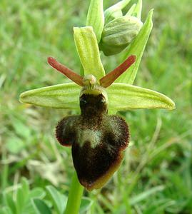 Ophrys x hybrida (Orchidaceae)  - Ophrys hybrideOphrys insectifera x Ophrys sphegodes. Pas-de-Calais [France] 20/04/2002 - 90m