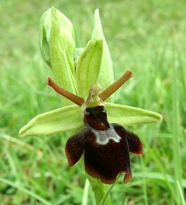 Ophrys x hybrida (Orchidaceae)  - Ophrys hybrideOphrys insectifera x Ophrys sphegodes. Pas-de-Calais [France] 20/04/2002 - 90m