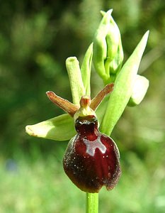 Ophrys x hybrida (Orchidaceae)  - Ophrys hybrideOphrys insectifera x Ophrys sphegodes. Pas-de-Calais [France] 27/04/2002 - 80m