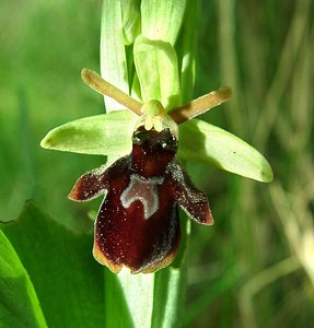 Ophrys x hybrida (Orchidaceae)  - Ophrys hybrideOphrys insectifera x Ophrys sphegodes. Pas-de-Calais [France] 27/04/2002 - 80m
