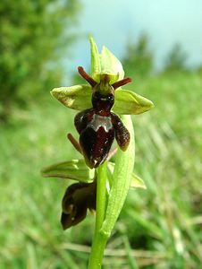 Ophrys x hybrida (Orchidaceae)  - Ophrys hybrideOphrys insectifera x Ophrys sphegodes. Pas-de-Calais [France] 27/04/2002 - 80m