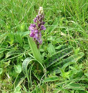 Orchis mascula (Orchidaceae)  - Orchis mâle - Early-purple Orchid Cantal [France] 12/04/2002 - 650m