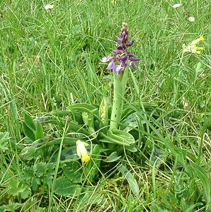 Orchis mascula (Orchidaceae)  - Orchis mâle - Early-purple Orchid Cantal [France] 12/04/2002 - 650m