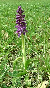 Orchis mascula (Orchidaceae)  - Orchis mâle - Early-purple Orchid Cantal [France] 12/04/2002 - 650m