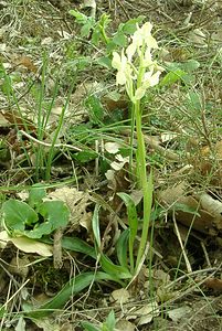 Orchis provincialis (Orchidaceae)  - Orchis de Provence Var [France] 08/04/2002 - 120m