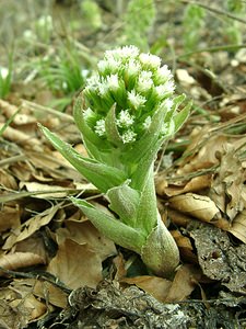 Petasites albus (Asteraceae)  - Pétasite blanc - White Butterbur Lozere [France] 01/04/2002 - 1450m