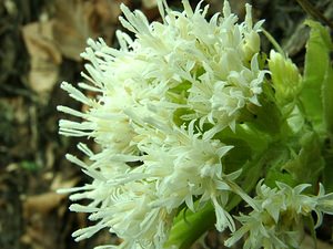 Petasites albus (Asteraceae)  - Pétasite blanc - White Butterbur Lozere [France] 01/04/2002 - 1450m