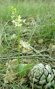 Platanthera bifolia (Orchidaceae)  - Platanthère à deux feuilles, Platanthère à fleurs blanches - Lesser Butterfly-orchid Var [France] 07/04/2002 - 90m