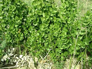 Ruscus aculeatus (Asparagaceae)  - Fragon, Petit houx - Butcher's-broom Var [France] 08/04/2002 - 100m