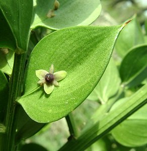 Ruscus aculeatus (Asparagaceae)  - Fragon, Petit houx - Butcher's-broom Var [France] 08/04/2002 - 100m