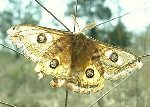 Saturnia pavonia (Saturniidae)  - Petit Paon de Nuit - Emperor Bouches-du-Rhone [France] 05/04/2002 - 300mPetit Paon de nuit, sujet 