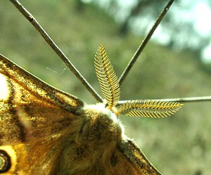 Saturnia pavonia (Saturniidae)  - Petit Paon de Nuit - Emperor Bouches-du-Rhone [France] 05/04/2002 - 300m