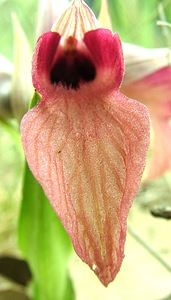 Serapias neglecta (Orchidaceae)  - Sérapias négligé - Scarce Tongue-orchid Var [France] 07/04/2002 - 90m