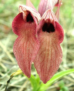 Serapias neglecta (Orchidaceae)  - Sérapias négligé - Scarce Tongue-orchid Var [France] 07/04/2002 - 90m