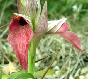 Serapias neglecta (Orchidaceae)  - Sérapias négligé - Scarce Tongue-orchid Var [France] 07/04/2002 - 90m