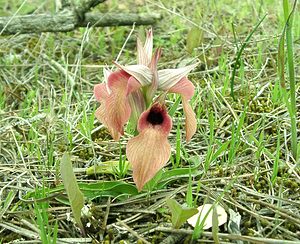 Serapias neglecta (Orchidaceae)  - Sérapias négligé - Scarce Tongue-orchid Var [France] 07/04/2002 - 90m