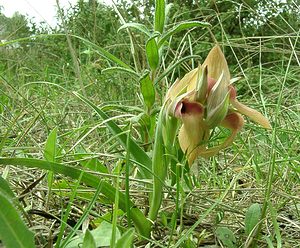 Serapias neglecta (Orchidaceae)  - Sérapias négligé - Scarce Tongue-orchid Var [France] 08/04/2002 - 140m