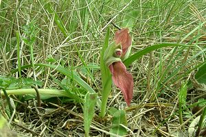 Serapias neglecta (Orchidaceae)  - Sérapias négligé - Scarce Tongue-orchid Var [France] 08/04/2002 - 140m