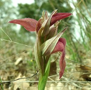 Serapias neglecta (Orchidaceae)  - Sérapias négligé - Scarce Tongue-orchid Var [France] 08/04/2002 - 120m