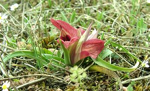 Serapias neglecta (Orchidaceae)  - Sérapias négligé - Scarce Tongue-orchid Var [France] 09/04/2002 - 80m