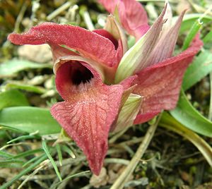 Serapias neglecta (Orchidaceae)  - Sérapias négligé - Scarce Tongue-orchid Var [France] 09/04/2002 - 80m