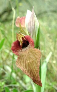 Serapias neglecta (Orchidaceae)  - Sérapias négligé - Scarce Tongue-orchid Var [France] 09/04/2002 - 80m