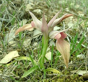 Serapias neglecta (Orchidaceae)  - Sérapias négligé - Scarce Tongue-orchid Var [France] 09/04/2002 - 90m