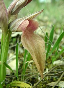 Serapias neglecta (Orchidaceae)  - Sérapias négligé - Scarce Tongue-orchid Var [France] 09/04/2002 - 90m