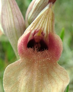 Serapias neglecta (Orchidaceae)  - Sérapias négligé - Scarce Tongue-orchid Var [France] 09/04/2002 - 90m