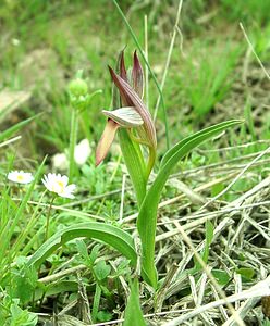 Serapias olbia (Orchidaceae)  - Sérapias d'Hyères Var [France] 09/04/2002 - 80m