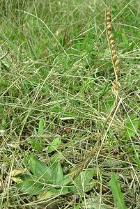 Spiranthes spiralis (Orchidaceae)  - Spiranthe d'automne, Spiranthe spiralée - Autumn Lady's-tresses Var [France] 08/04/2002 - 140m