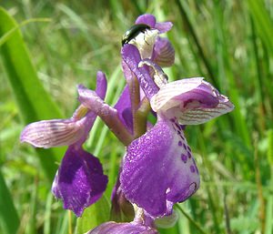 Anacamptis morio (Orchidaceae)  - Anacamptide bouffon, Orchis bouffon Pas-de-Calais [France] 04/05/2002 - 80m