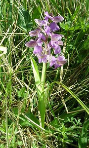Anacamptis morio (Orchidaceae)  - Anacamptide bouffon, Orchis bouffon Pas-de-Calais [France] 04/05/2002 - 80m