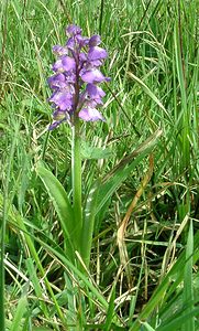 Anacamptis morio (Orchidaceae)  - Anacamptide bouffon, Orchis bouffon Pas-de-Calais [France] 04/05/2002 - 80m