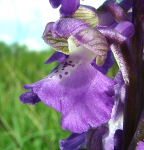 Anacamptis morio (Orchidaceae)  - Anacamptide bouffon, Orchis bouffon Pas-de-Calais [France] 04/05/2002 - 80m