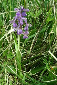 Anacamptis morio (Orchidaceae)  - Anacamptide bouffon, Orchis bouffon Pas-de-Calais [France] 04/05/2002 - 80m