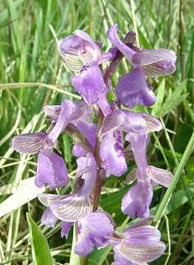 Anacamptis morio (Orchidaceae)  - Anacamptide bouffon, Orchis bouffon Pas-de-Calais [France] 04/05/2002 - 80m