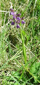 Anacamptis morio (Orchidaceae)  - Anacamptide bouffon, Orchis bouffon Pas-de-Calais [France] 04/05/2002 - 80m