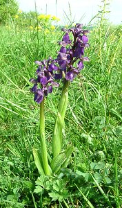 Anacamptis morio (Orchidaceae)  - Anacamptide bouffon, Orchis bouffon Meurthe-et-Moselle [France] 09/05/2002 - 230m