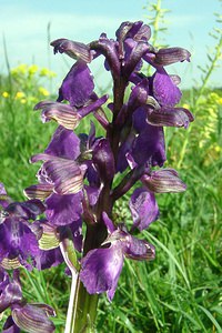 Anacamptis morio (Orchidaceae)  - Anacamptide bouffon, Orchis bouffon Meurthe-et-Moselle [France] 09/05/2002 - 230m