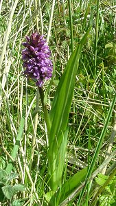 Dactylorhiza praetermissa (Orchidaceae)  - Dactylorhize négligé, Orchis négligé, Orchis oublié - Southern Marsh-orchid Pas-de-Calais [France] 04/05/2002 - 80m