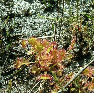 Drosera rotundifolia (Droseraceae)  - Rossolis à feuilles rondes, Droséra à feuilles rondes - Round-leaved Sundew Aisne [France] 19/05/2002 - 70m