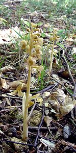 Neottia nidus-avis (Orchidaceae)  - Néottie nid-d'oiseau, Herbe aux vers - Bird's-nest Orchid Meurthe-et-Moselle [France] 09/05/2002 - 300m