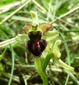 Ophrys aranifera (Orchidaceae)  - Ophrys araignée, Oiseau-coquet - Early Spider-orchid Meuse [France] 09/05/2002 - 270m