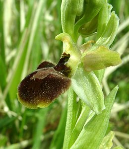 Ophrys aranifera (Orchidaceae)  - Ophrys araignée, Oiseau-coquet - Early Spider-orchid Meuse [France] 09/05/2002 - 270m