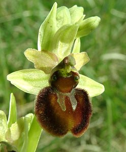 Ophrys aranifera (Orchidaceae)  - Ophrys araignée, Oiseau-coquet - Early Spider-orchid Meuse [France] 09/05/2002 - 270m