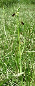 Ophrys aranifera (Orchidaceae)  - Ophrys araignée, Oiseau-coquet - Early Spider-orchid Meuse [France] 09/05/2002 - 270m