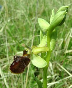 Ophrys aranifera (Orchidaceae)  - Ophrys araignée, Oiseau-coquet - Early Spider-orchid Meuse [France] 09/05/2002 - 270m