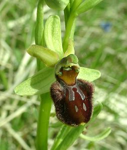 Ophrys aranifera (Orchidaceae)  - Ophrys araignée, Oiseau-coquet - Early Spider-orchid Meuse [France] 09/05/2002 - 270m